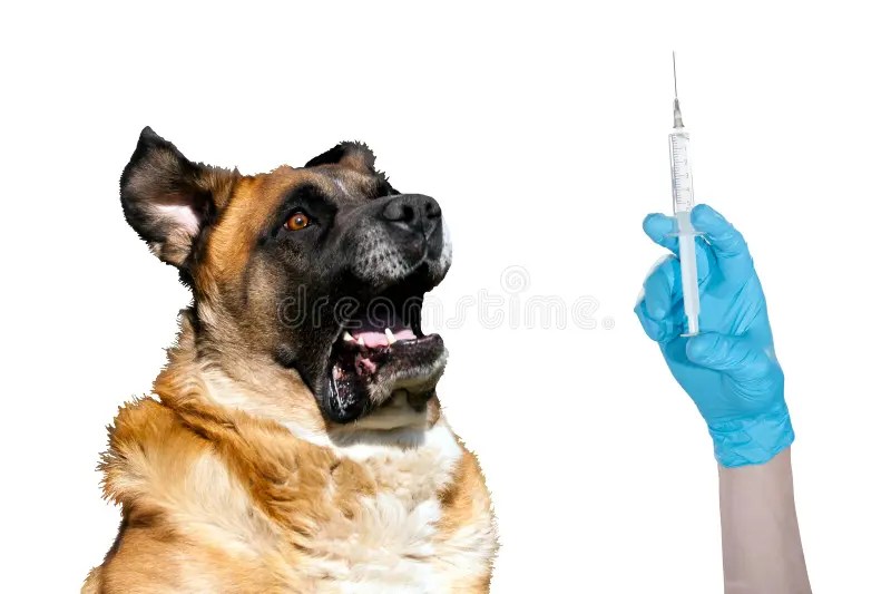 The Vaccine Debate: Safety, Science, and Skepticism